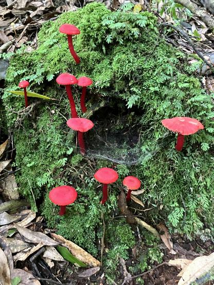 Multiple red wax caps surround a mossy circular gateway to another dimension