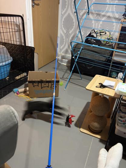 Cat zoomies attacking toy on a rod