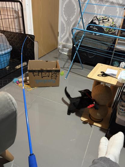 Cat zoomies attacking toy on a rod
